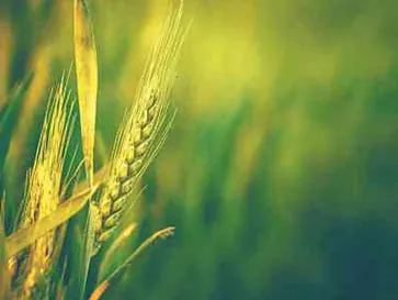 VenAG 44A agrochemical specialty chemical for agricultural applications - Esteem Industries